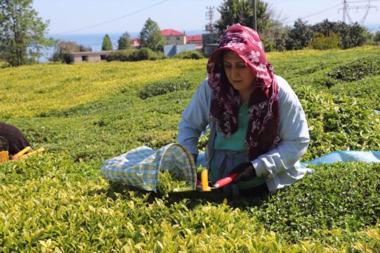 ÇAYKUR, 2022 yılı kampanyasının ilk iki gününde 350 ton yaş çay aldı