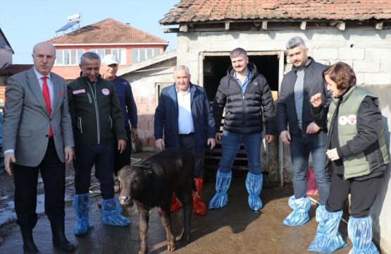 Samsun'da manda ırkının süt ve et verimini artırmak için suni tohumlama yapılıyor
