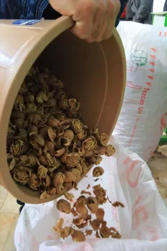 Muğla'da günlük 3 ton ceviz işleme kapasitesine sahip tesis kuruldu