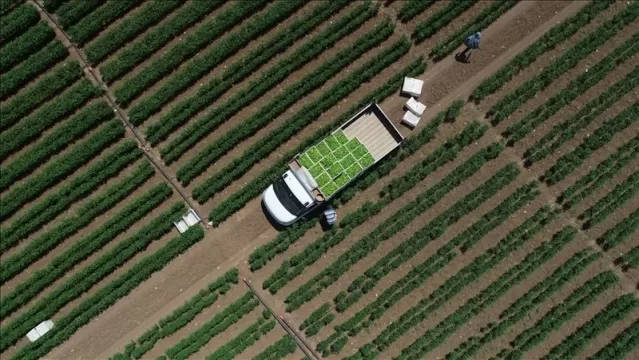 Çiftçilere 50,9 milyon liralık tarımsal destek ödemesi bugün yapılacak