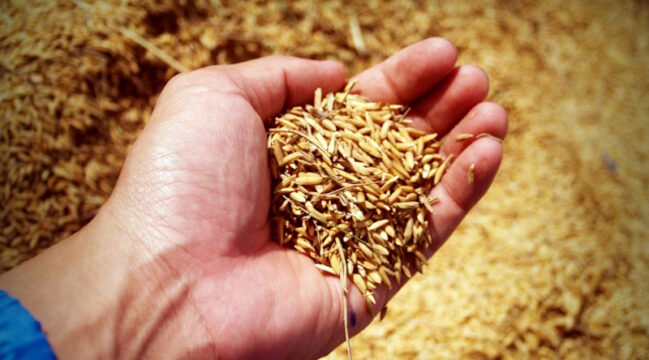 Tarımın temeli tohumdur…