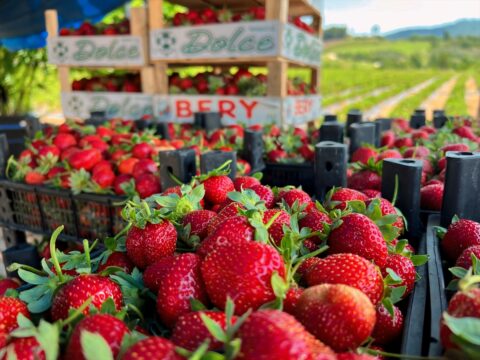 Hatay’da çilek hasadı devam ediyor
