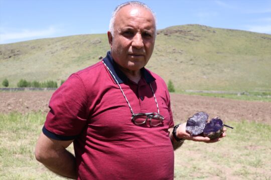 Ağrı'da mor patates üretimini 5'e katlayan girişimci çiftçilere örnek oluyor