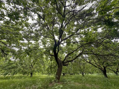 Iğdır'da kayısı rekoltesinin yağışların etkisiyle 5 bin ton artması bekleniyor