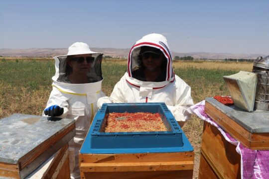 Arıcı kardeşler, gojiberry sayesinde arı sayısı ile verimi artırdı
