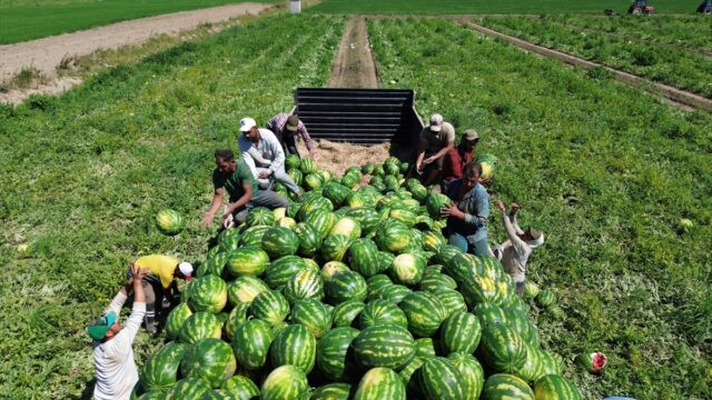 Bafra Ovası'nda 94 bin 500 ton karpuz rekoltesi bekleniyor
