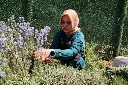 Köyünde kurduğu lavanta bahçesi, öğrencilere ve kadınlara da gelir kapısı oluyor