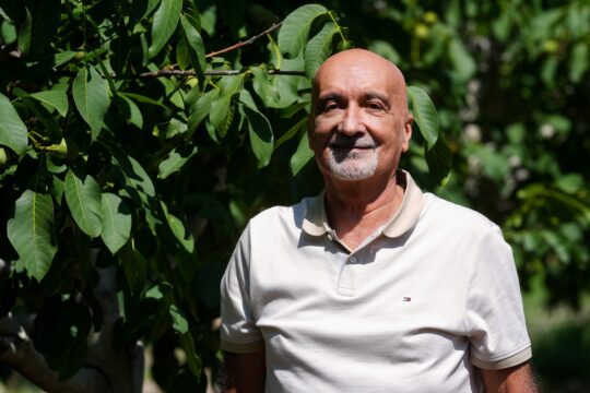 Ceviz üretiminde zararlılara karşı akıllı böceklerle mücadele ediliyor