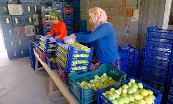 Mersin'de beyaz incir hasadı sürüyor
