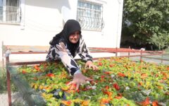 Iğdır’da kadın çiftçiler “kurutma makinesi” desteğiyle kazançlarını katlıyor