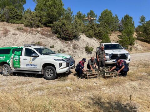 Kütahya'da operasyonla ele geçirilen 142 saka kuşu doğaya salındı