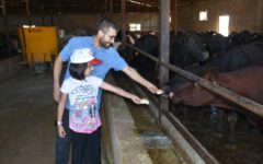 Malatya’da besicilere 2 bin 932 damızlık büyükbaş hayvan verilecek