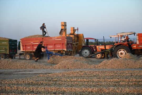 Osmaniye'nin tescilli yer fıstığında hasat mesaisi başladı