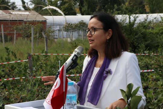 Yalova'nın coğrafi işaret belgeli aronyasında hasat başladı