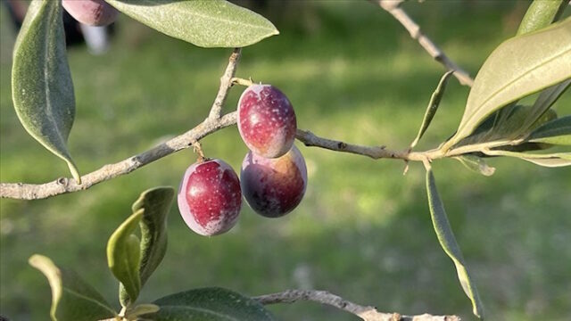 Türkiye’de 2 milyon 450 bin ton zeytin rekoltesi bekleniyor
