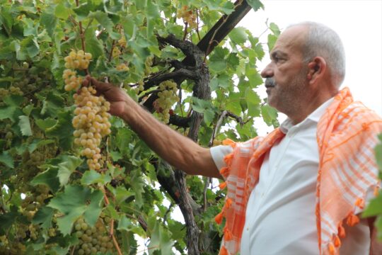 Antalya'nın margaz üzümünde hasat mesaisi sürüyor