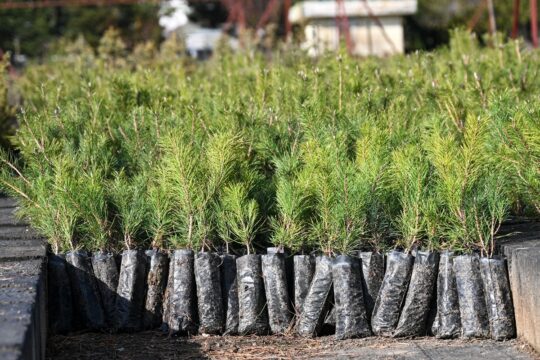 Milli Ağaçlandırma Günü için hedef 15 milyon fidanın sahiplenilmesi