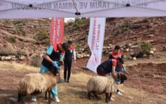 Şırnak’ta ekipler 342 bin küçükbaş hayvanı sağlık kontrolünden geçirdi