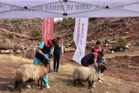 Şırnak’ta ekipler 342 bin küçükbaş hayvanı sağlık kontrolünden geçirdi