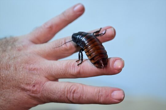 Antalyalı çiftçi hem etçil hayvanlar hem de bilim için böcek üretiyor