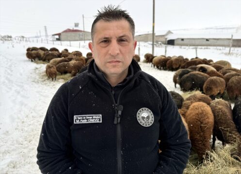 Ardahan'da devlet desteğiyle koyun sayısı 3 yılda yüzde 50'den fazla arttı
