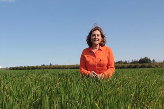 Gelecekte buğdayda su yetersizliği verimi yüzde 40’a kadar düşürebilir