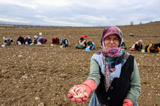 Kastamonu'da, Avrupa coğrafi işaretli Taşköprü sarımsağının dikimine başlandı