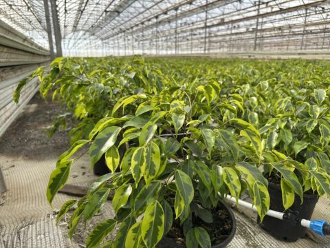 Adıyaman'da kıraç arazide süs bitkisi üretimiyle 20 kişiye istihdam sağladı