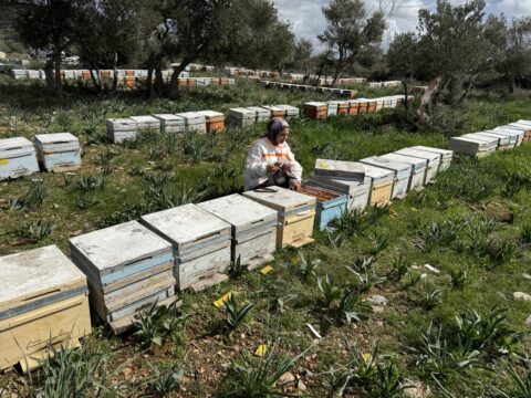 Arıcılığı babasından öğrenen genç devlet desteğiyle kovan sayısını 470'e çıkardı