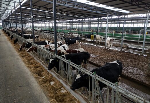 İnekler için ortopedik yatak üretildi