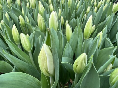 Laledereliler, İstanbul'un fethinden sonra başlayan çiçek üretimini asırlardır sürdürüyor