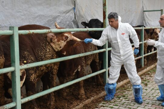 Malatya'da hayvanlara 1,5 milyon doz aşı yapılacak