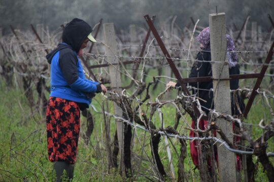 Manisa'da üzüm bağlarında budama mesaisi